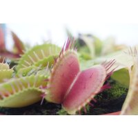 Venusfliegenfalle (Dionaea)