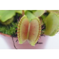 Venusfliegenfalle (Dionaea)