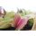 Venusfliegenfalle (Dionaea)