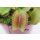 Venusfliegenfalle (Dionaea)