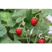 Bio-Erdbeere Gourmet, (Fragaria vesca), im 12cm Topf