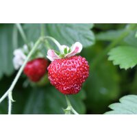 Bio-Erdbeere Gourmet, (Fragaria vesca), im 12cm Topf