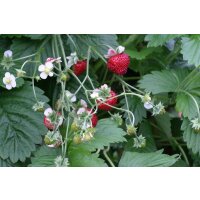 Bio-Erdbeere Gourmet, (Fragaria vesca), im 12cm Topf