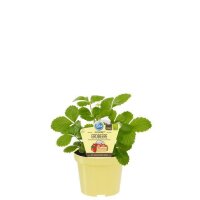 Bio-Erdbeere Gourmet, (Fragaria vesca), im 12cm Topf