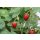 Bio-Erdbeere Gourmet, (Fragaria vesca), im 12cm Topf