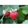 Bio-Erdbeere Gourmet, (Fragaria vesca), im 12cm Topf
