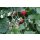 Bio-Erdbeere Gourmet, (Fragaria vesca), im 12cm Topf