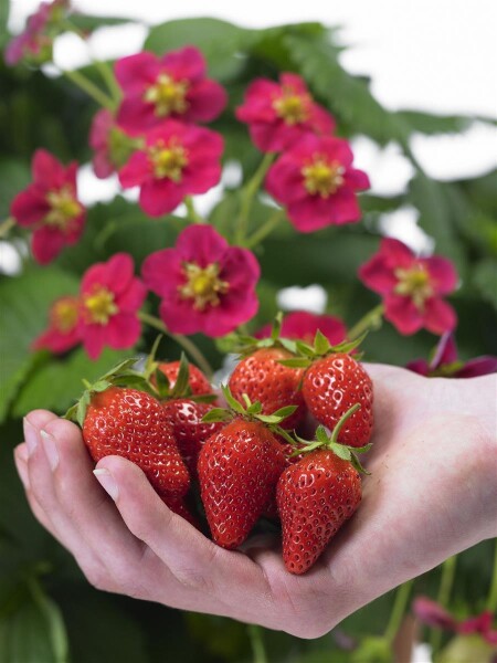 Bio-Erdbeere Toscana, (Fragaria ananassa),im 12cm Topf