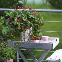 Bio-Erdbeere Toscana, (Fragaria ananassa),im 12cm Topf