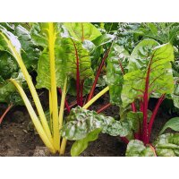 Bio-Mangold, (Beta vulgaris), im 12cm Topf