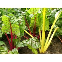 Bio-Mangold, (Beta vulgaris), im 12cm Topf