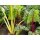 Bio-Mangold, (Beta vulgaris), im 12cm Topf
