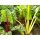 Bio-Mangold, (Beta vulgaris), im 12cm Topf