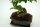 Bonsai Ligustrum 7 Jahre alt im 15cm Topf