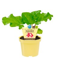 Bio-Rhabarber, (Rheum rhabarbarum), im 12cm Topf