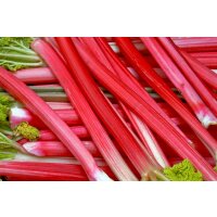 Bio-Rhabarber, (Rheum rhabarbarum), im 12cm Topf