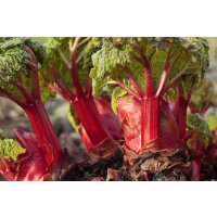 Bio-Rhabarber, (Rheum rhabarbarum), im 12cm Topf