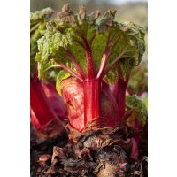 Bio-Rhabarber, (Rheum rhabarbarum), im 12cm Topf