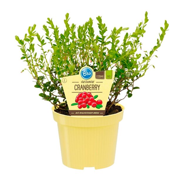 Bio-Cranberry, (Vaccinium macrocarpon),  im 12cm Topf