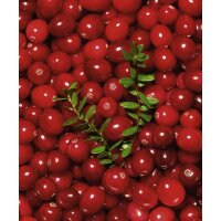 Bio-Cranberry, (Vaccinium macrocarpon),  im 12cm Topf