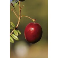 Bio-Cranberry, (Vaccinium macrocarpon),  im 12cm Topf