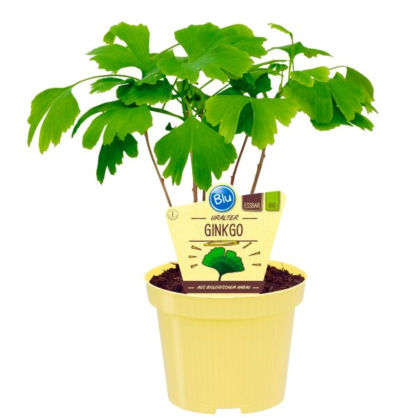 Bio-Ginkgo, (Ginkgo biloba), im 12cm Topf