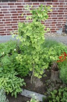 Bio-Ginkgo, (Ginkgo biloba), im 12cm Topf