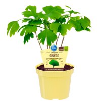 Bio-Ginkgo, (Ginkgo biloba), im 12cm Topf