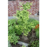 Bio-Ginkgo, (Ginkgo biloba), im 12cm Topf