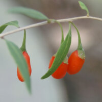 Bio-Goji-Beere. (Lycium barbarum). im 12 cm Topf