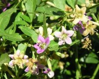 Bio-Goji-Beere. (Lycium barbarum). im 12 cm Topf