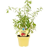 Bio-Goji-Beere. (Lycium barbarum). im 12 cm Topf
