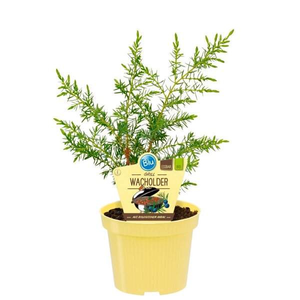 Bio-Grill-Wacholder, (Juniperus communis ’Meyer‘), im 12cm Topf