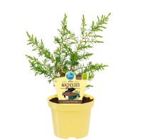 Bio-Grill-Wacholder, (Juniperus communis &rsquo;Meyer&lsquo;), im 12cm Topf