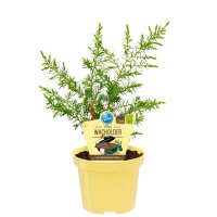 Bio-Grill-Wacholder, (Juniperus communis...