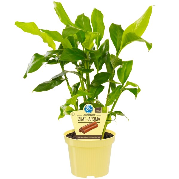 Bio-Zimt-Aroma, (Elettaria cardamomum),  im 12cm Topf