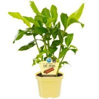 Bio-Zimt-Aroma, (Elettaria cardamomum),  im 12cm Topf