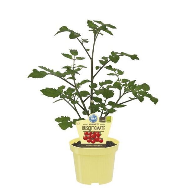 Bio-Tomate Buschtomate, (Lycopersicon esculentum), im 12cm Topf