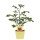 Bio-Tomate Buschtomate, (Lycopersicon esculentum), im 12cm Topf