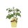 Bio-Cherrytomate, (Lycopersicon esculentum L.), Sorte: Pepe, im 12cm Topf