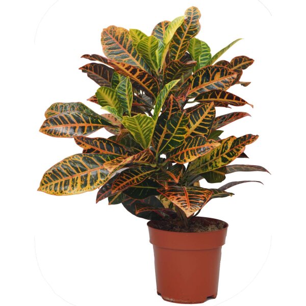 Wunderstrauch - Croton, verzweigt im 17cm Topf, Sorte: Petra gelb-grün (Codiaeum variegatum)
