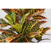Wunderstrauch - Croton, verzweigt im 17cm Topf, Sorte:...