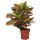 Wunderstrauch - Croton, verzweigt im 17cm Topf, Sorte: Petra gelb-grün (Codiaeum variegatum)