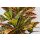 Wunderstrauch - Croton, verzweigt im 17cm Topf, Sorte: Petra gelb-grün (Codiaeum variegatum)