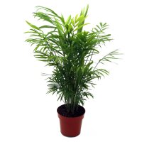Bergpalme, (Chamaedorea elegans), ca. 45cm hoch, im ca. 12cm Topf