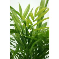 Bergpalme, (Chamaedorea elegans), ca. 45cm hoch, im ca. 12cm Topf