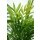 Bergpalme, (Chamaedorea elegans), ca. 45cm hoch, im ca. 12cm Topf