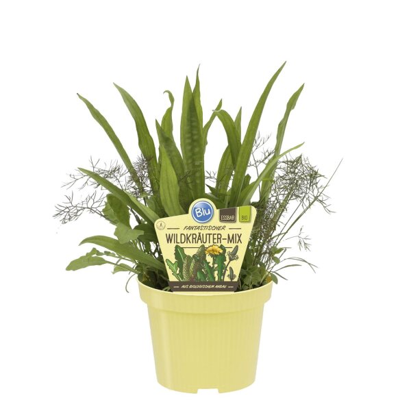 Bio-Wildkräuter-Mix