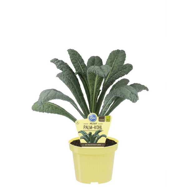 Bio Palmkohl, (Brassica oleracea var. palmifolia), im 12cm Topf