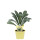 Bio Palmkohl, (Brassica oleracea var. palmifolia), im 12cm Topf
